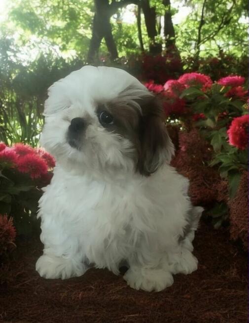 Shih tzu rasowy piesek FCI