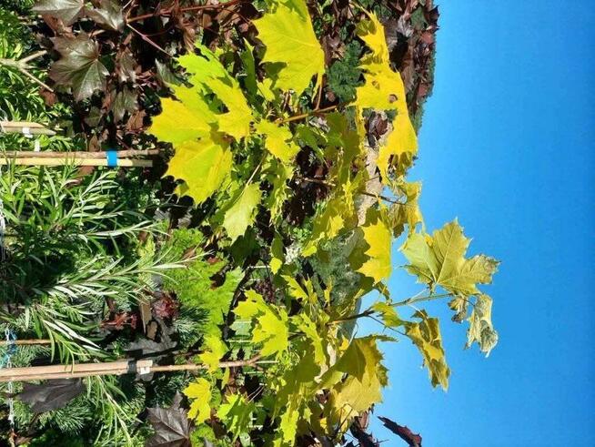 Drzewka szczepione na pniu Katalpy/klony/modrzewie/hakuro/in