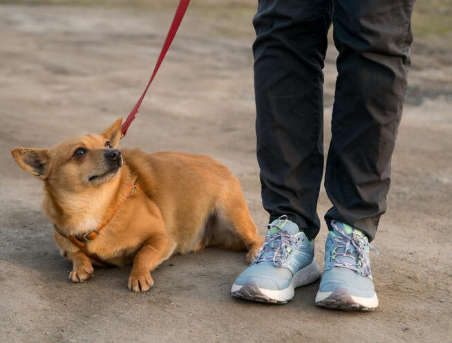 PRECEL- niewielki psiak- po śmierci opiekuna czeka na dom