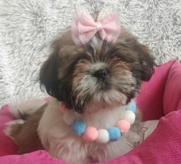 Szczenięta shih-tzu