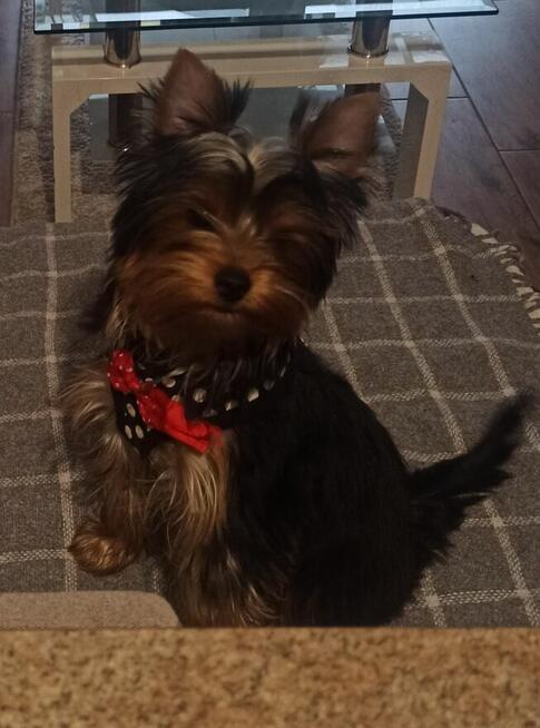 Yorkshire terrier