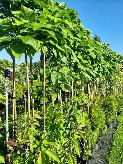 Drzewka szczepione na pniu Katalpy/klony/modrzewie/hakuro/in