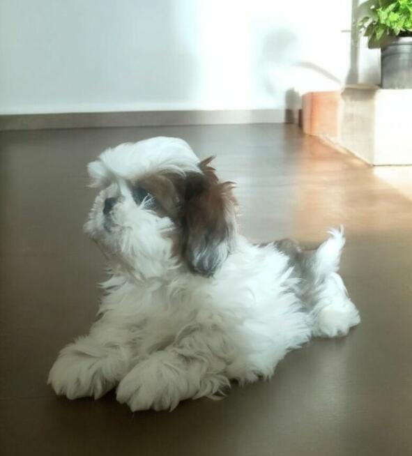 Shih tzu rasowy piesek FCI