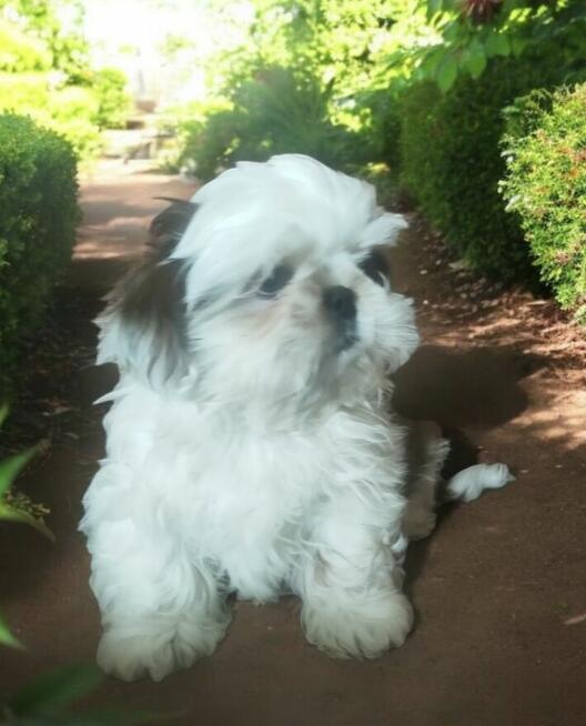 Shih tzu rasowy piesek FCI