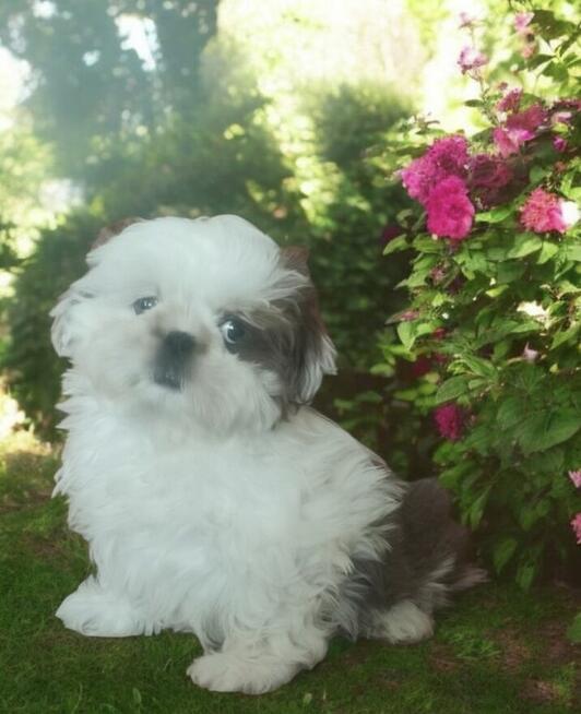Shih tzu rasowy piesek FCI