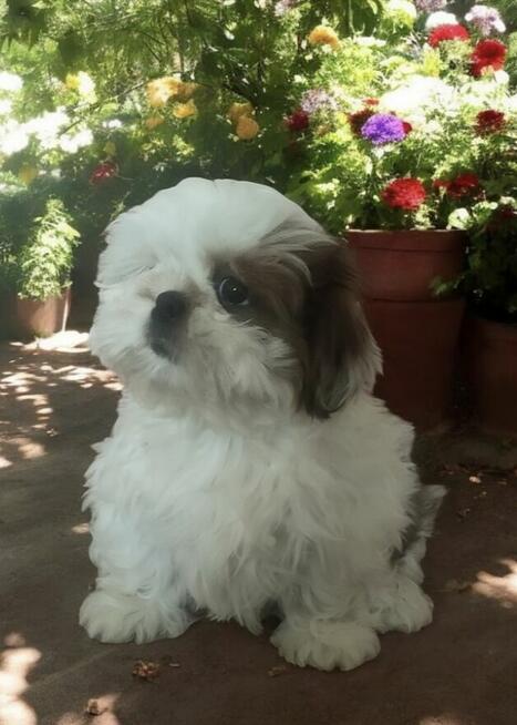 Shih tzu rasowy piesek FCI