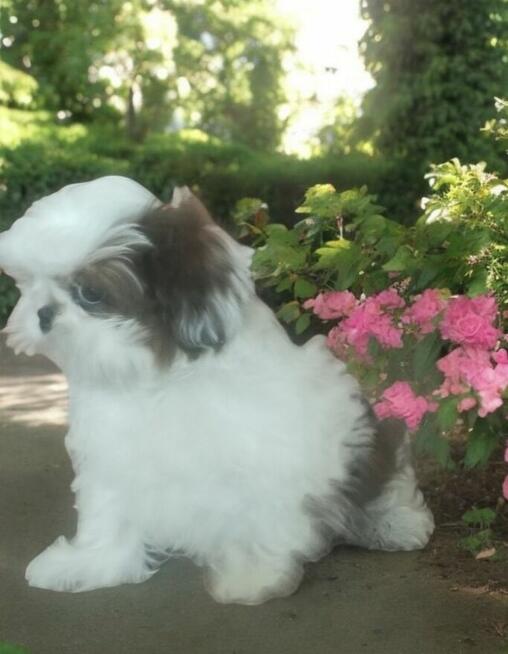 Shih tzu rasowy piesek FCI