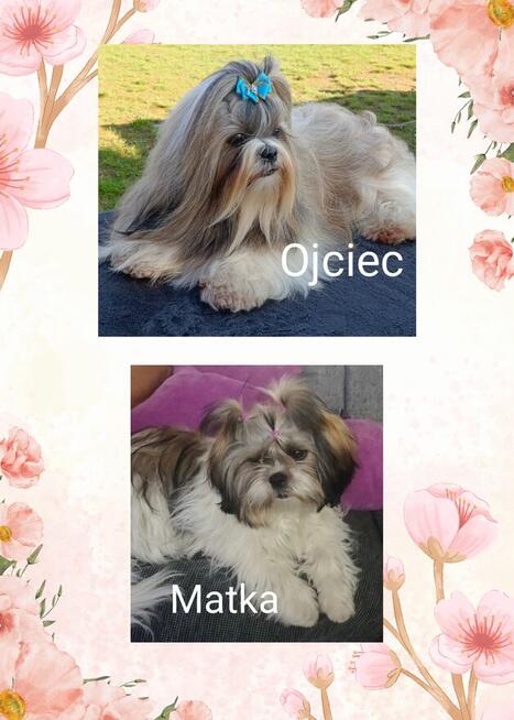 Szczenięta shih-tzu