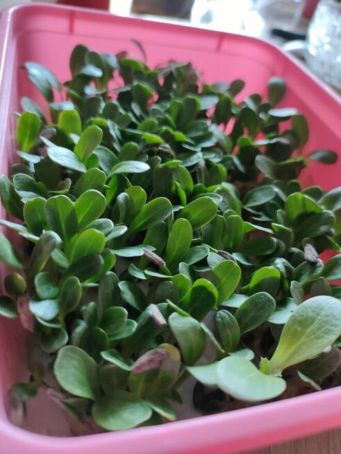 Łopian większy, Nasiona 2024