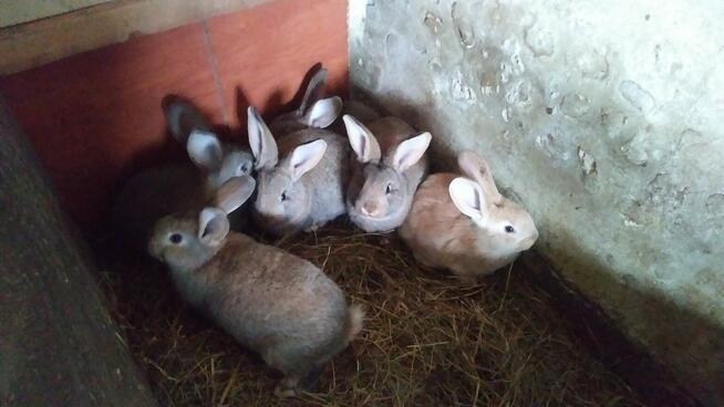 SPRZEDAM MŁODE KRÓLIKI.