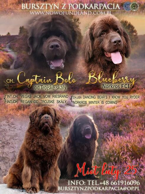 Nowofundland brązowe szczenięta ZKwP FCI