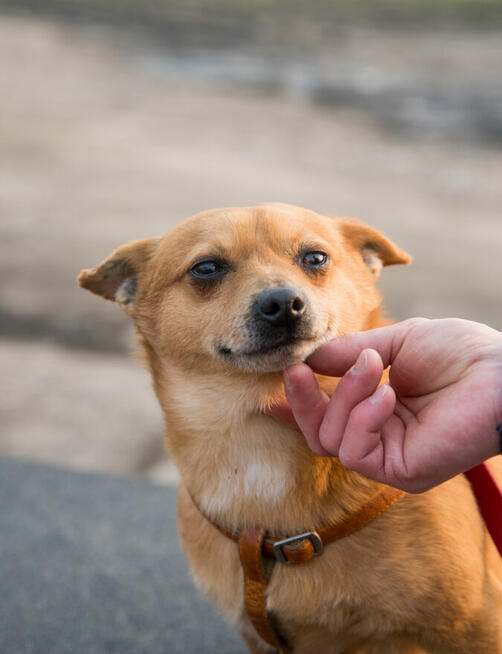 PRECEL- niewielki psiak- po śmierci opiekuna czeka na dom