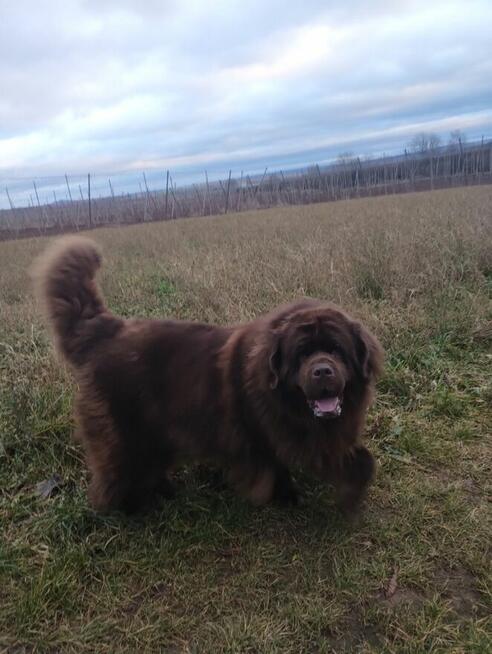 Nowofundland brązowe szczenięta ZKwP FCI