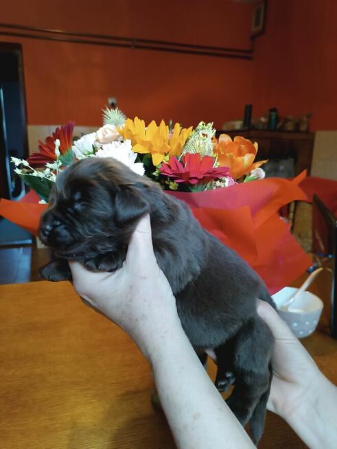 Nowofundland brązowe szczenięta ZKwP FCI