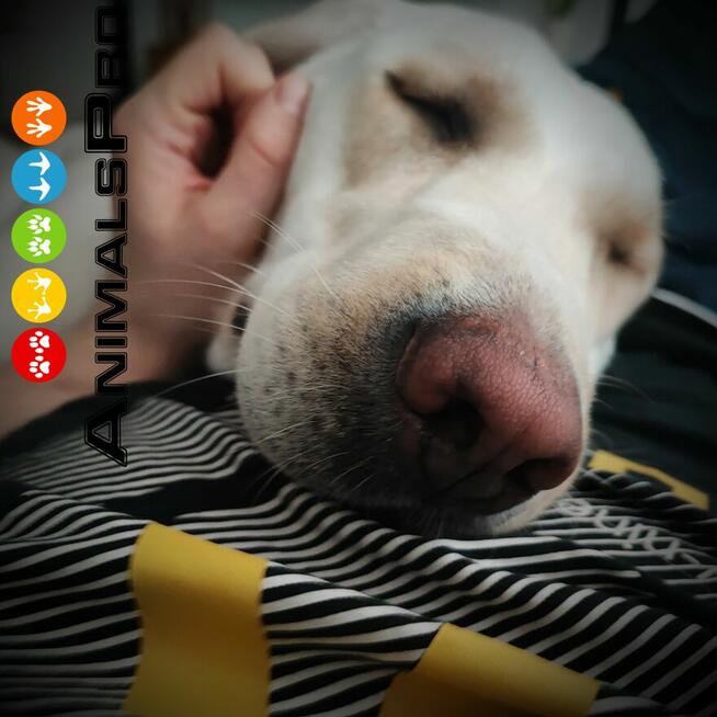 Hotel i opieka dla zwierząt, wyprowadzenie psów