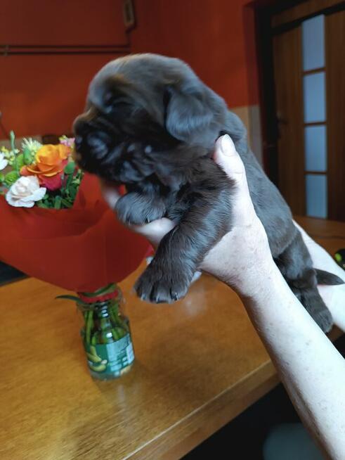 Nowofundland brązowe szczenięta ZKwP FCI