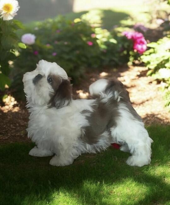 Shih tzu rasowy piesek FCI