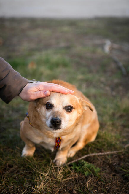 KRAKERS po śmierci pana trafił do schroniska