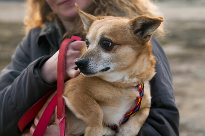KRAKERS po śmierci pana trafił do schroniska
