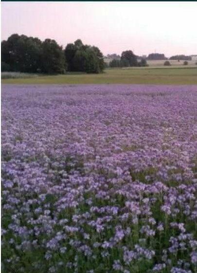 Facelia błękitna. Pierwszy zbiór po C1. Wysyłka!!!