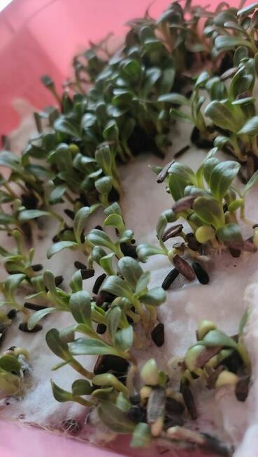 Łopian większy, Nasiona 2024