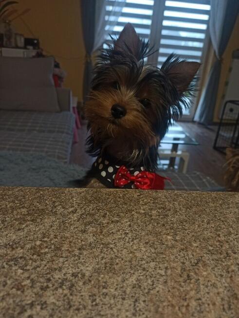 Yorkshire terrier