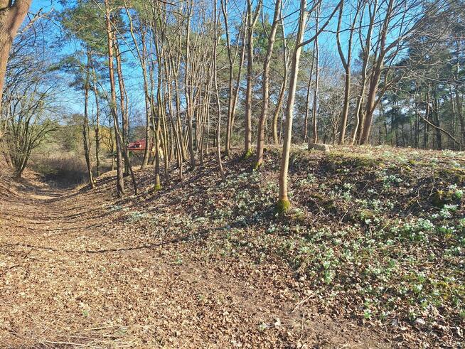 Działka budowlana z prywatnym lasem.