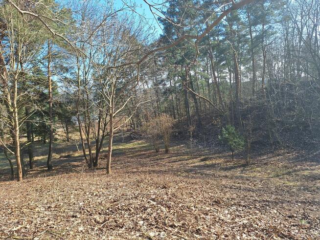 Działka budowlana z prywatnym lasem.