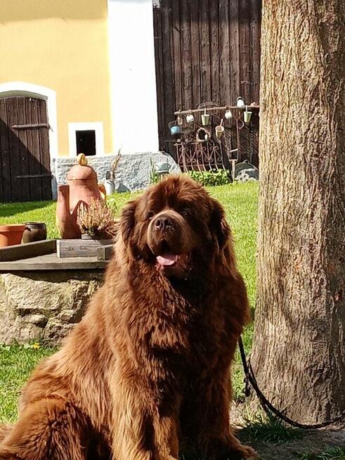 Nowofundland brązowe szczenięta ZKwP FCI