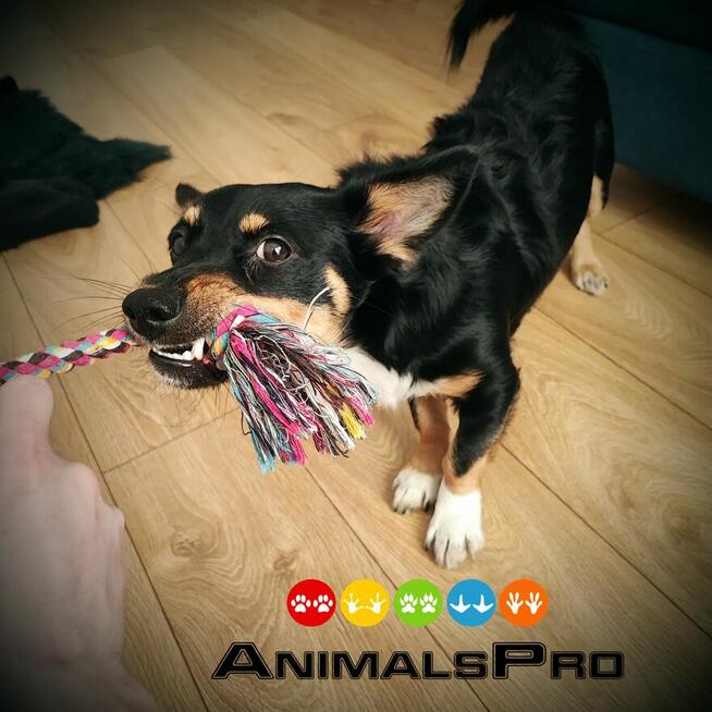 Hotel i opieka dla zwierząt, wyprowadzenie psów