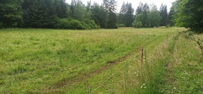 Sprzedam dużą działkę w górach Sowich przy lesie strummyku