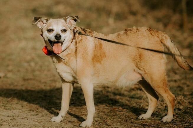 Zuzia-starsza delikatna suczka czeka na wyrozumiały dom
