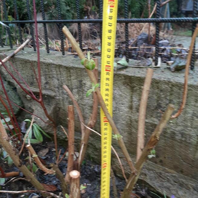 pęcherznica kalinolistna żółta, budleja davida fioletowa