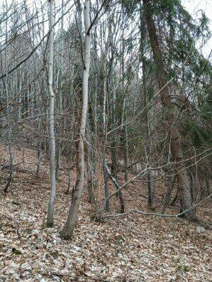 Działka leśna z pięknym widokiem w Malowniczej Gminie Lipowa