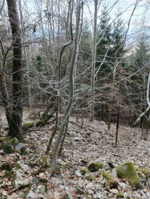 Działka leśna z pięknym widokiem w Malowniczej Gminie Lipowa