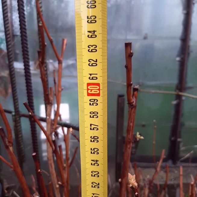 pęcherznica kalinolistna żółta, budleja davida fioletowa