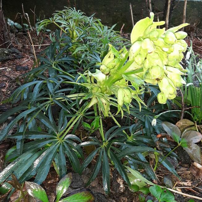 pęcherznica kalinolistna żółta, budleja davida fioletowa