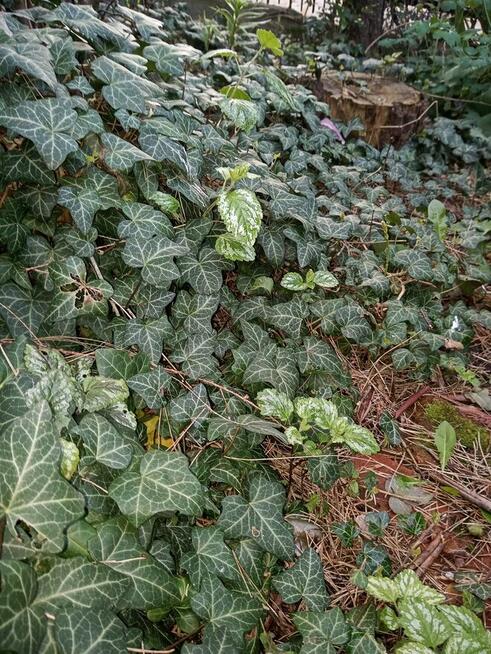 Hibiskus, hortensja, trzmielina i inne rośliny