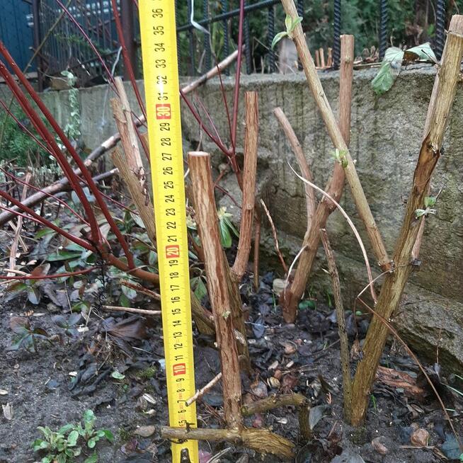 pęcherznica kalinolistna żółta, budleja davida fioletowa