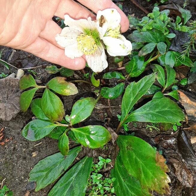 Hibiskus, hortensja, trzmielina i inne rośliny