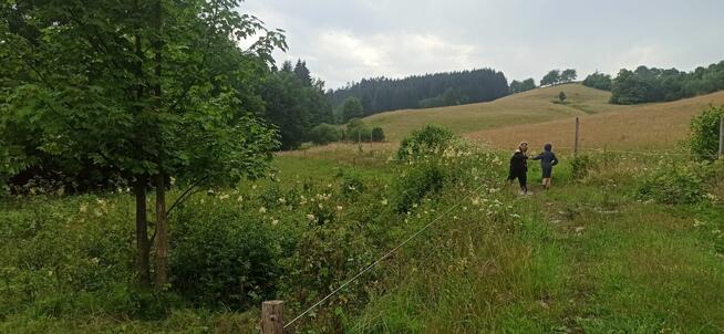 Sprzedam dużą działkę w górach Sowich przy lesie strummyku