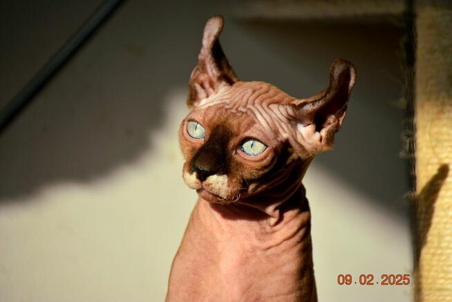 Sfinks kanadyjski, Elf