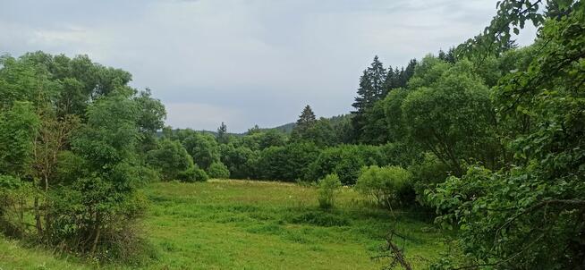 Sprzedam dużą działkę w górach Sowich przy lesie strummyku