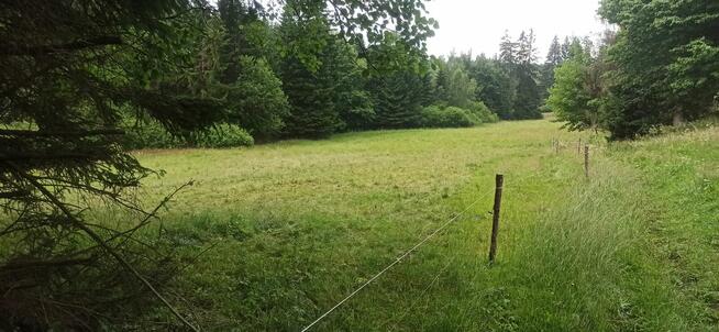 Sprzedam dużą działkę w górach Sowich przy lesie strummyku