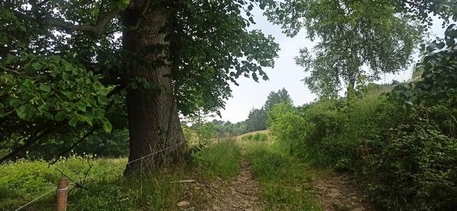 Sprzedam dużą działkę w górach Sowich przy lesie strummyku