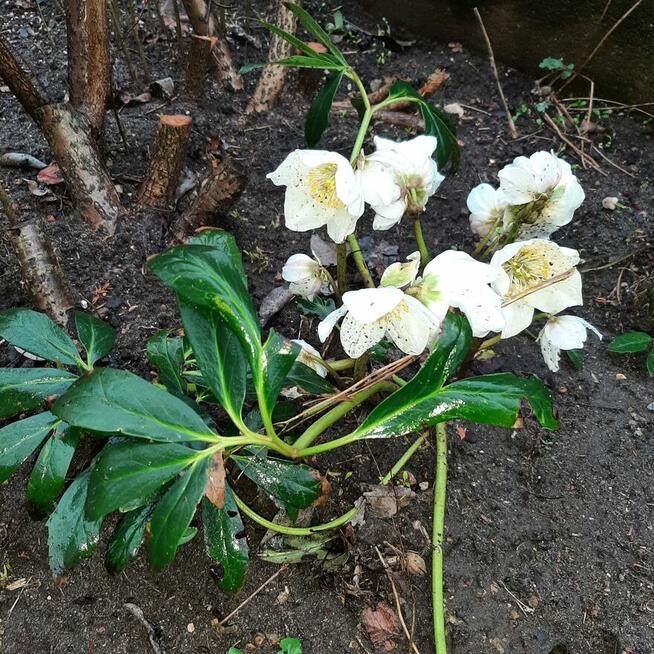 pęcherznica kalinolistna żółta, budleja davida fioletowa