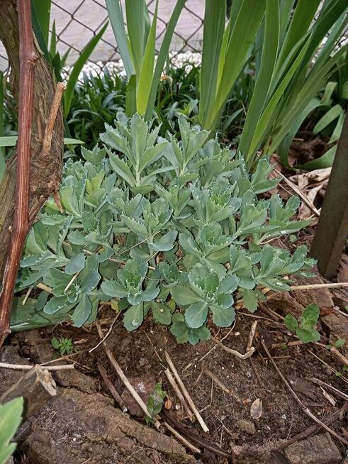 Hibiskus, hortensja, trzmielina i inne rośliny
