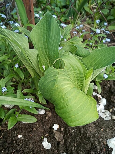 Hibiskus, hortensja, trzmielina i inne rośliny