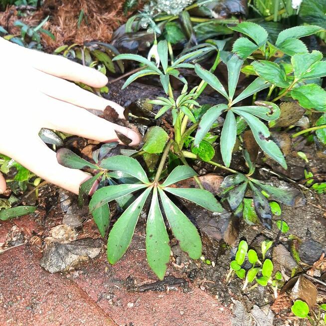 pęcherznica kalinolistna żółta, budleja davida fioletowa