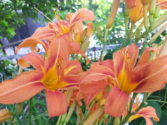 Hibiskus, hortensja, trzmielina i inne rośliny